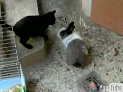 Cat Finally Meets His Match